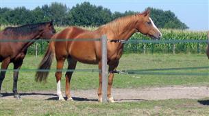 291-thickbox_default-500-m-ruban-vert-2-cm-v2